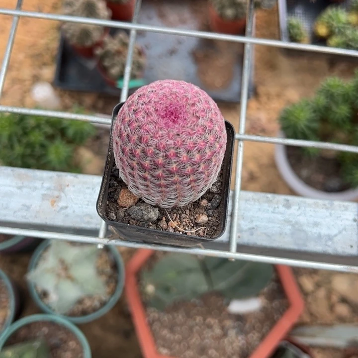 上***）      吉祥如意。