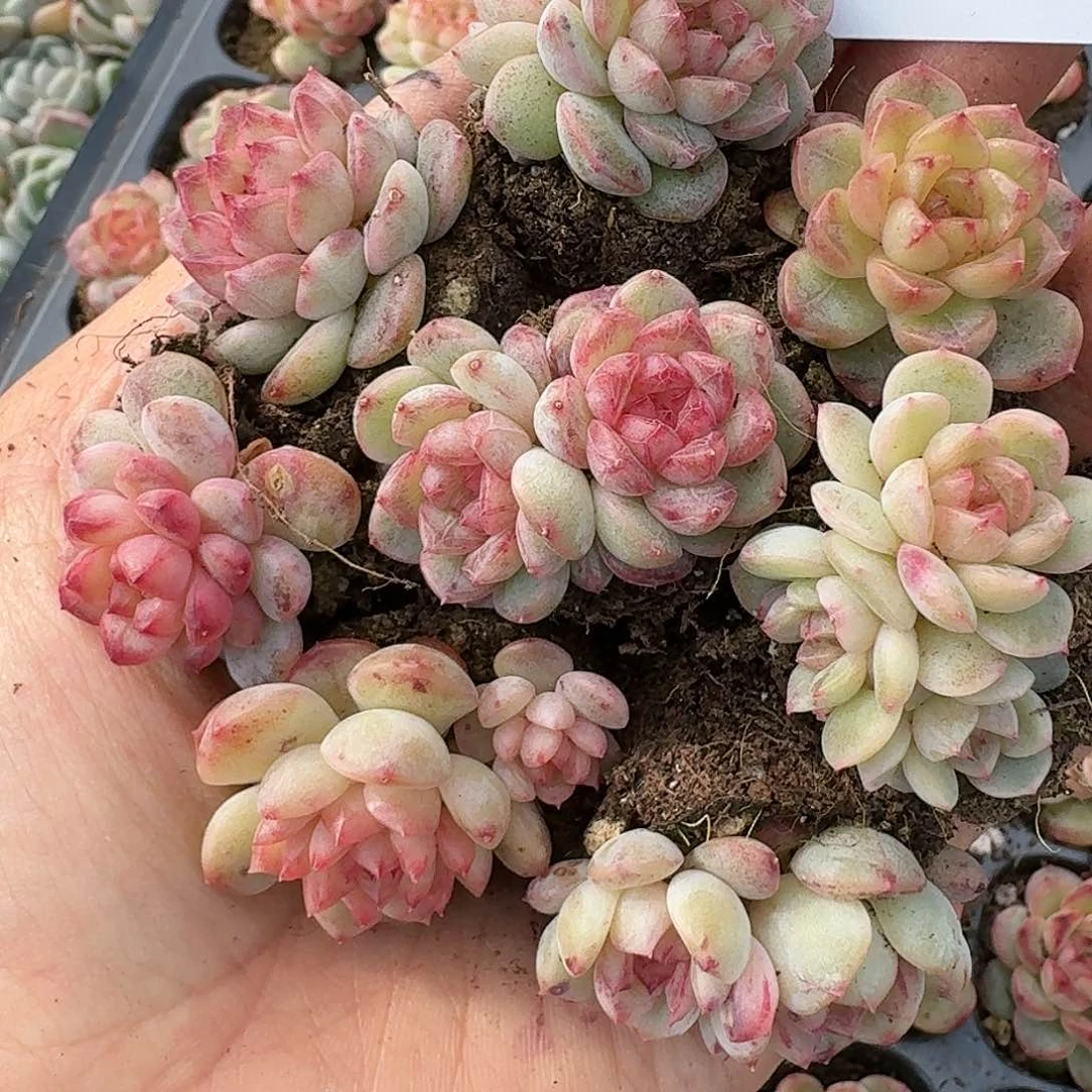 杂交新品珍妮多肉136