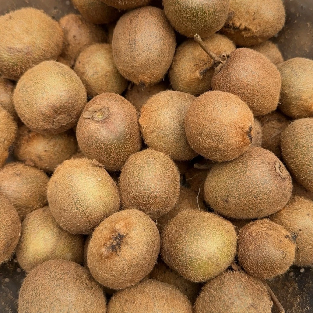 贵州高山野生猕猴桃（顺丰速运）