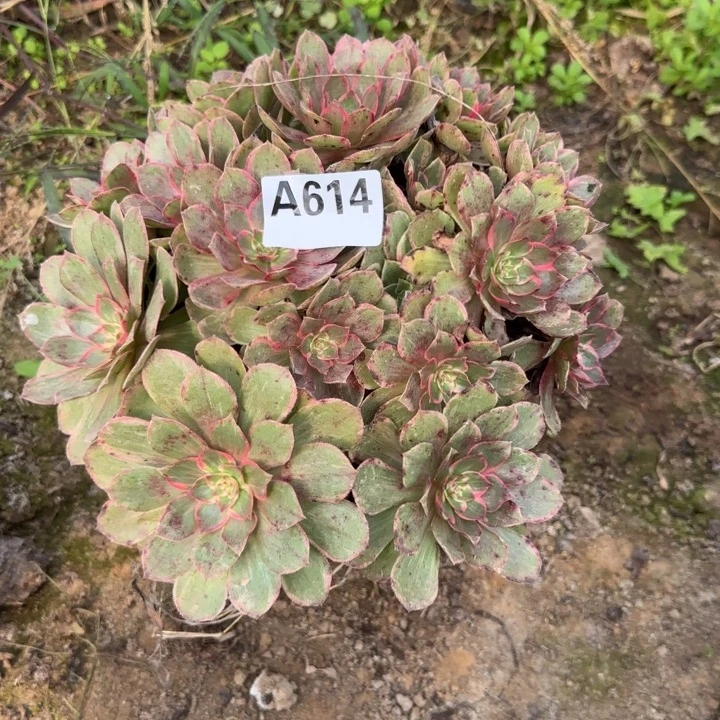 614 清棚处理不包断枝