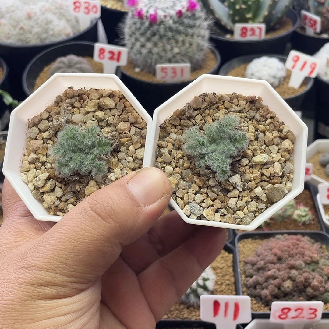 实生2盆短毛羽叶洋葵 包邮