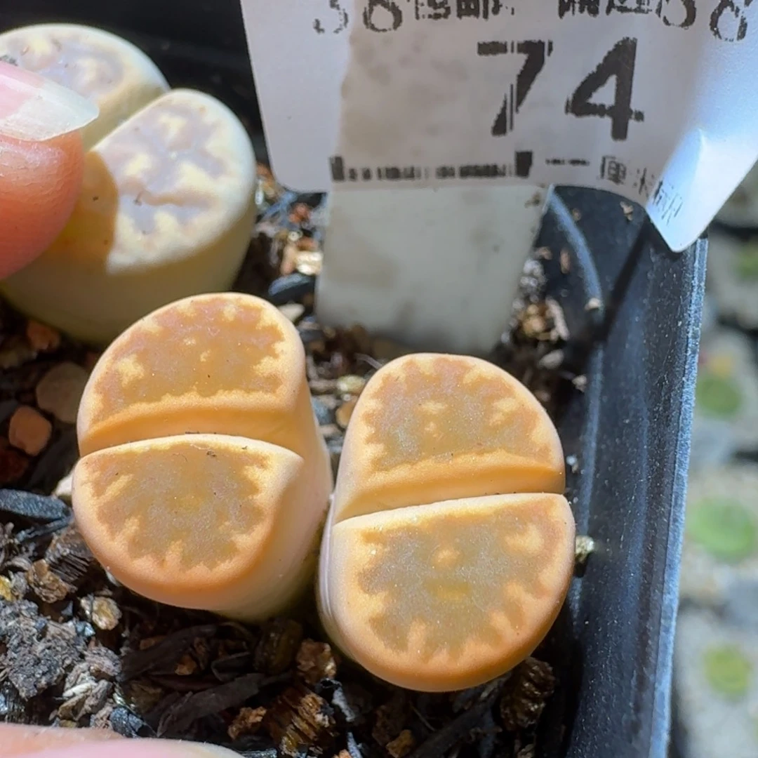 Sss精品清仓价74琥珀