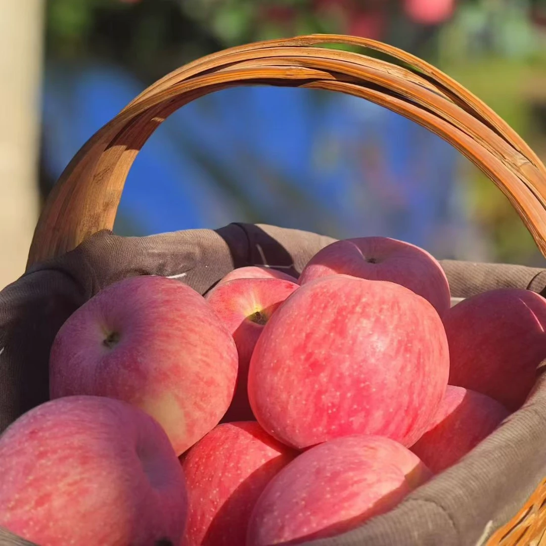 甘肃天水黄元帅/花牛苹果新鲜采摘酸甜口应季水果粉面香甜礼盒装
