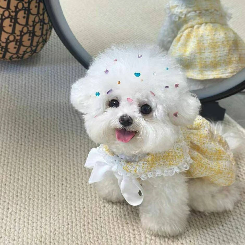 【瑞沫欣宠爱】宠物活体狗狗（一物一拍）