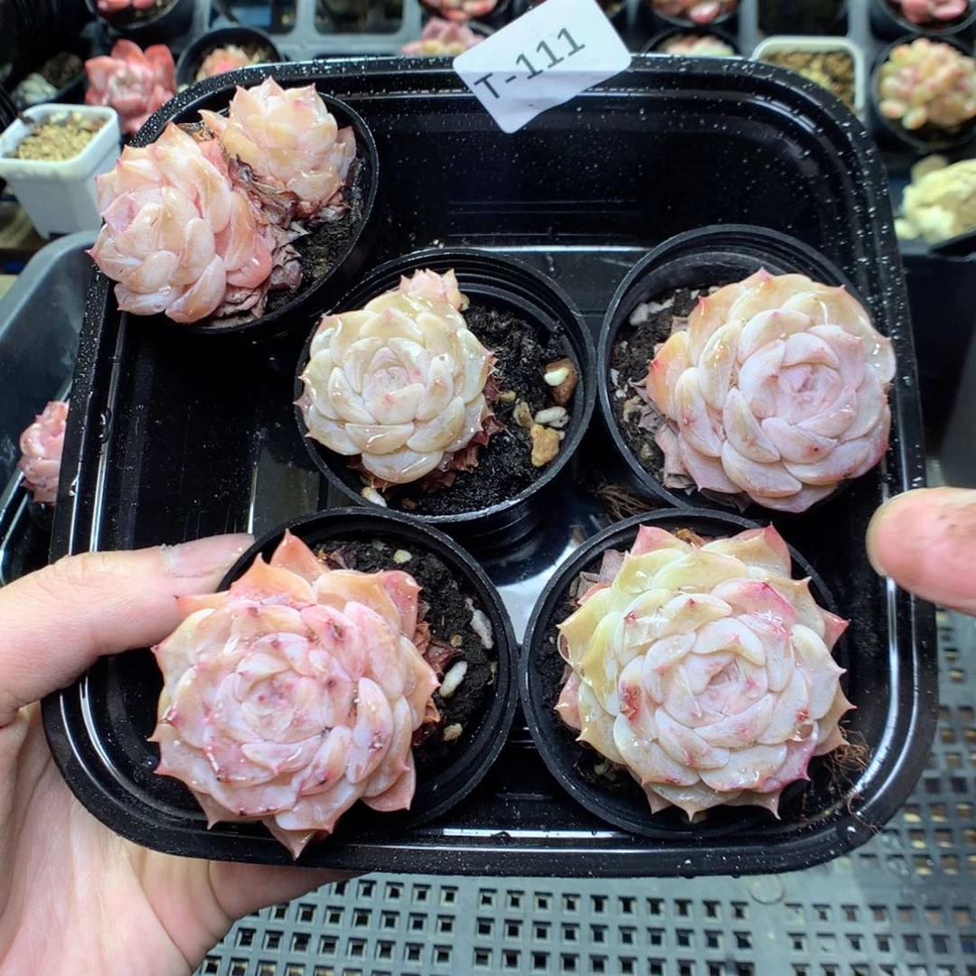 T111量拍5颗4单一双y y y y y y y y