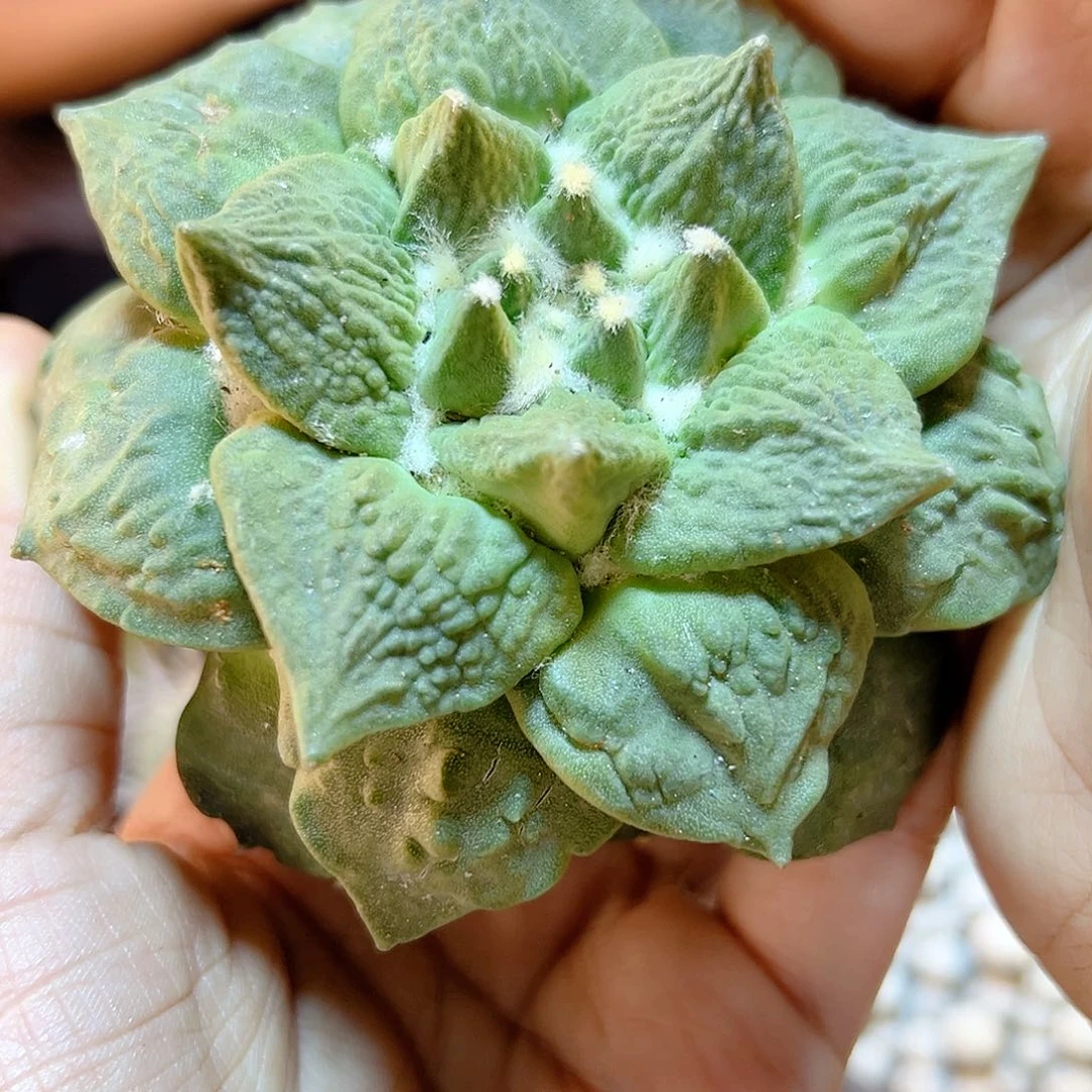 晚17号苗接龙牙怒涛无根8.7公分