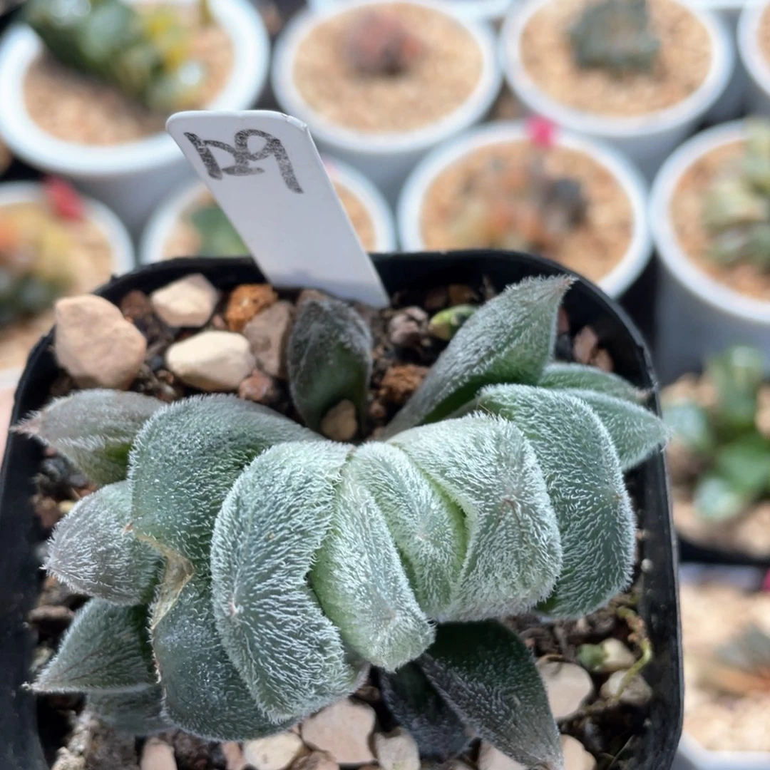 129巨大毛玉露。