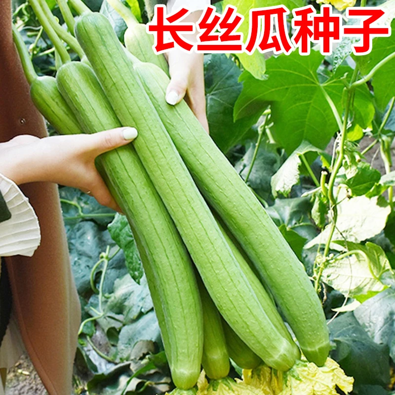 【满5包包邮】高产长丝瓜种子种籽苗特长四季秧苗子种蔬菜子菜苗孑
