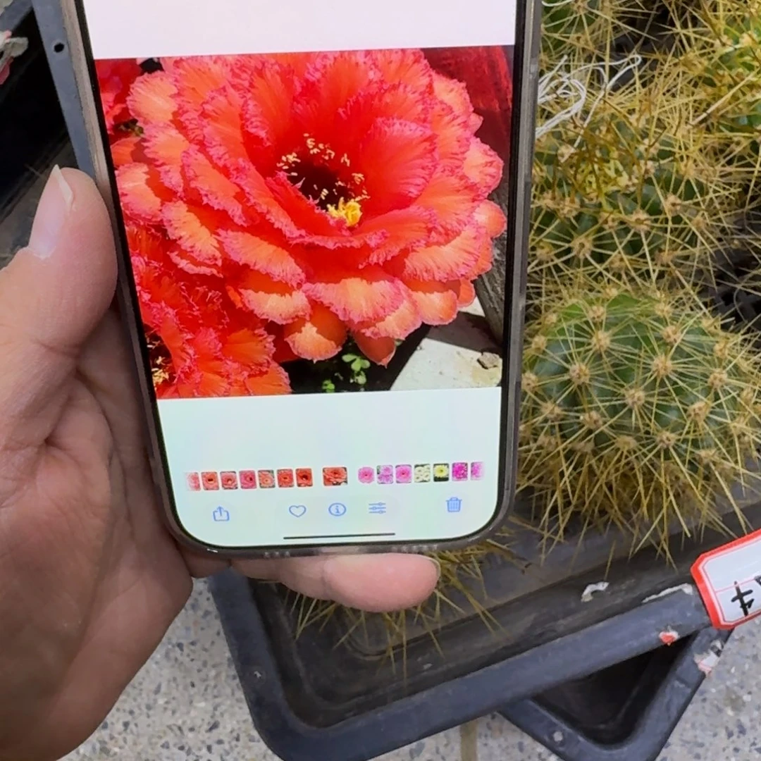 245毛花柱五花牛歪无根侧牙5公分左右，20包邮