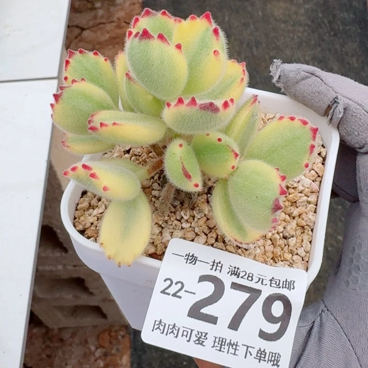 白熊无盆土发货无盆土发货无