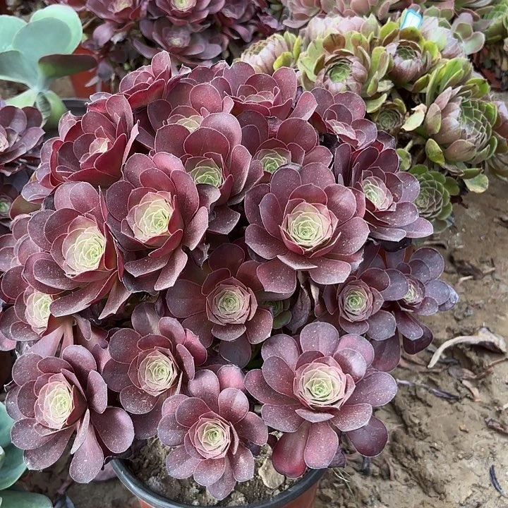 多肉植物法师魅金25