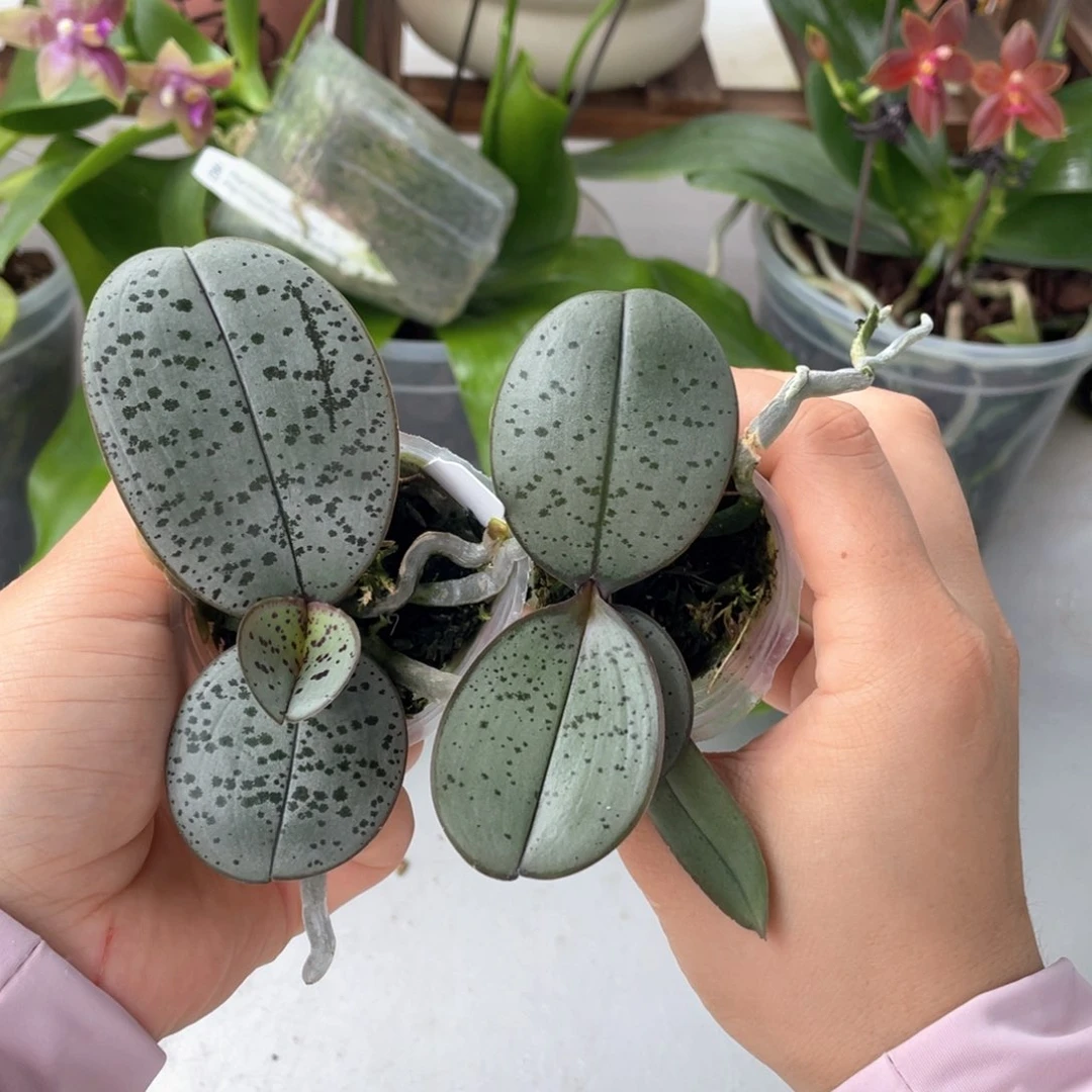 无花朵银圆交超银点点，随机发一颗