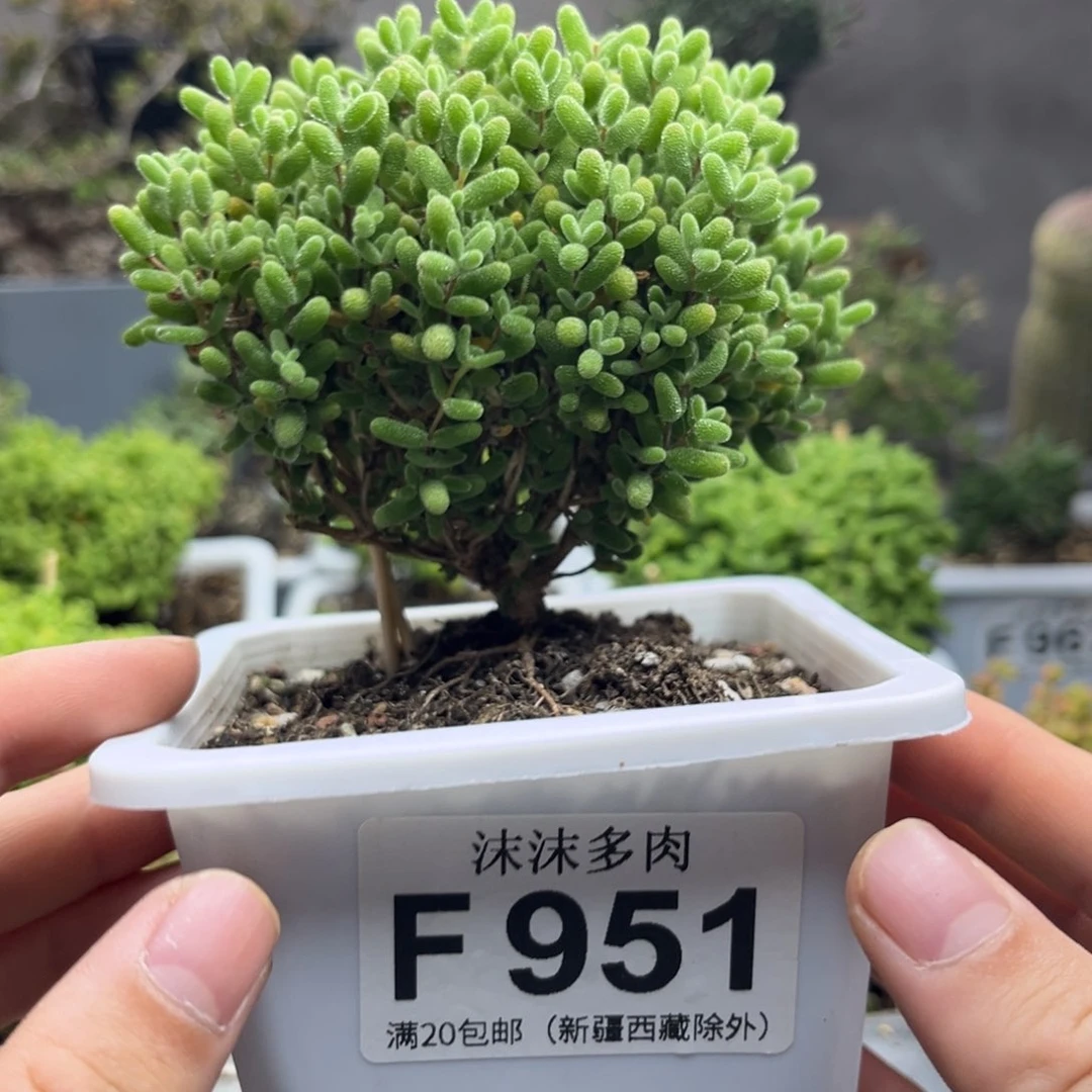 蜜桔 951。
