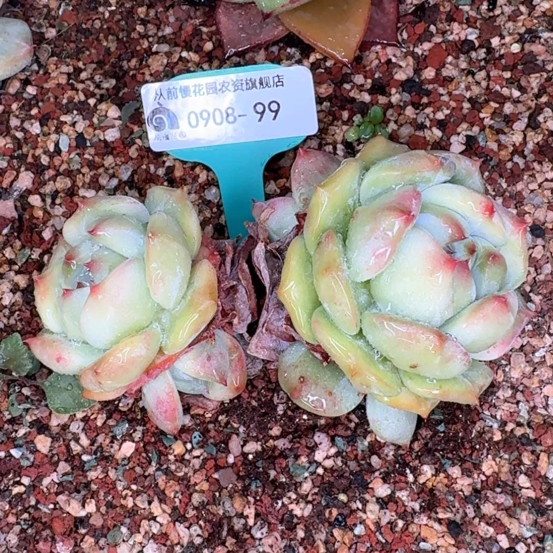 从前慢多肉精选编号0908.99