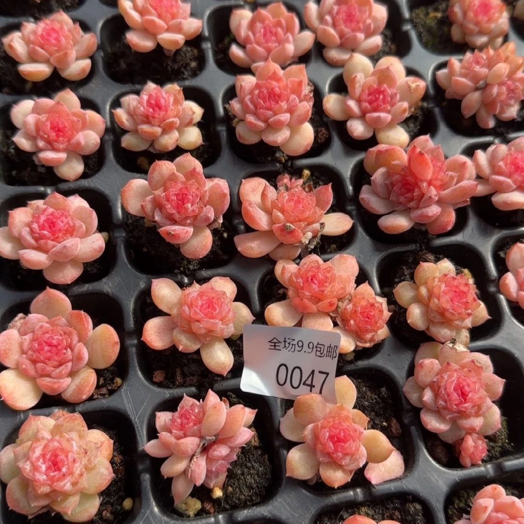 47拍一颗发6颗9.9包邮