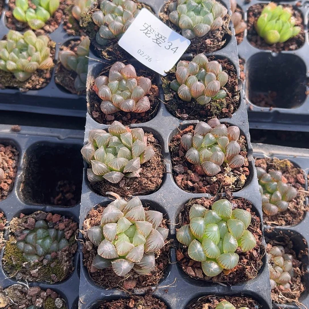 直播福利一物一拍34