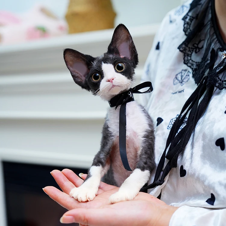 【三只喵爪】德文卷毛猫阿比西尼亚猫宠物活体