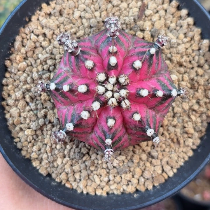 泰系米哈海神轮回母本微瑕162