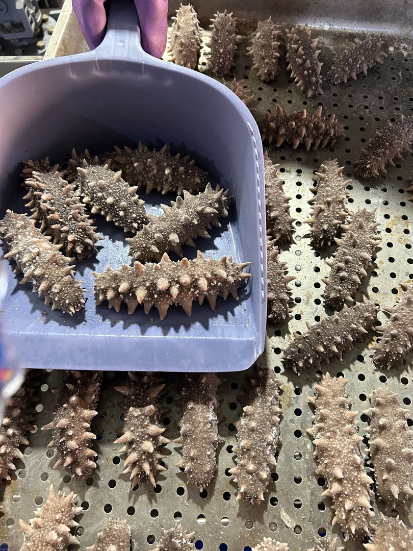 大连20头左右鲜食海参
