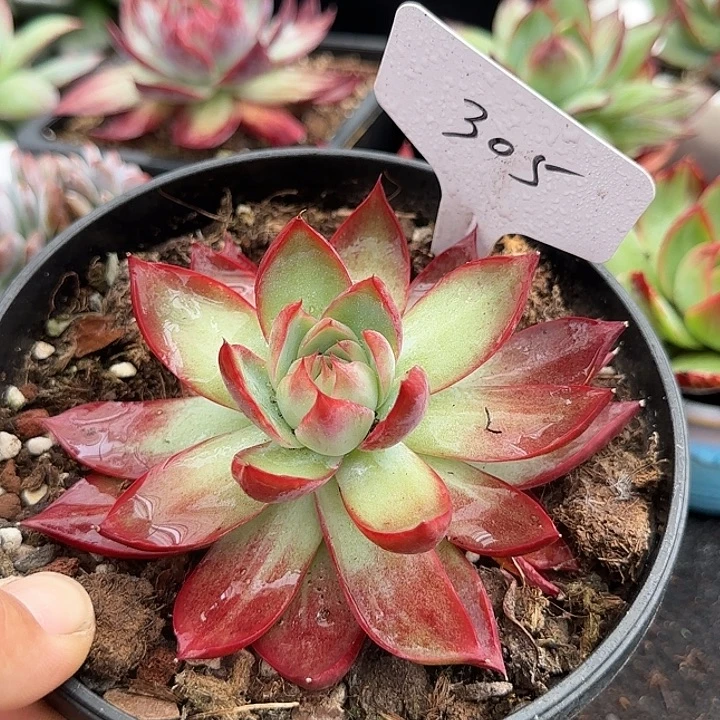 惊鸿一物一拍包装收缩花旱305