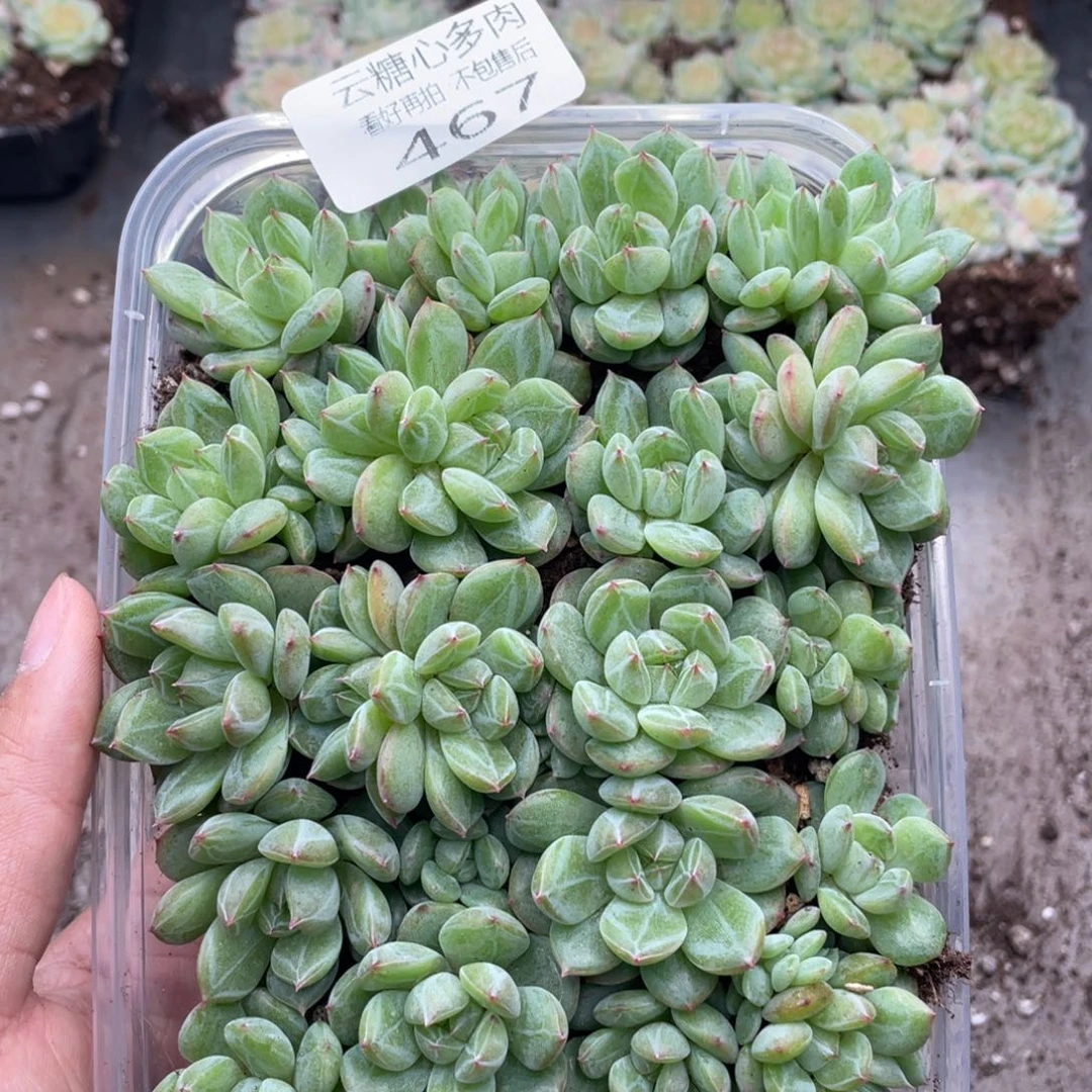 云糖心多肉植物467