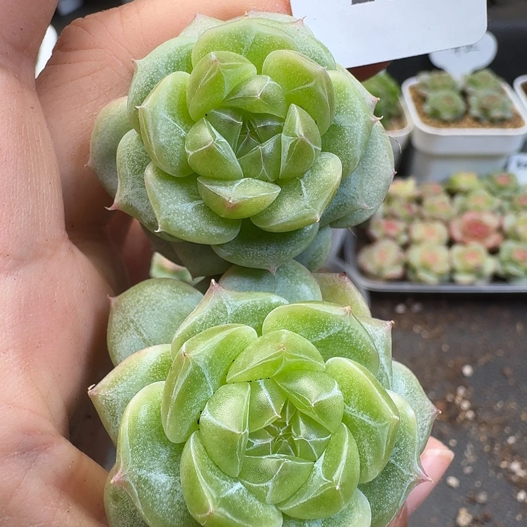 一物一拍一物一拍918-261