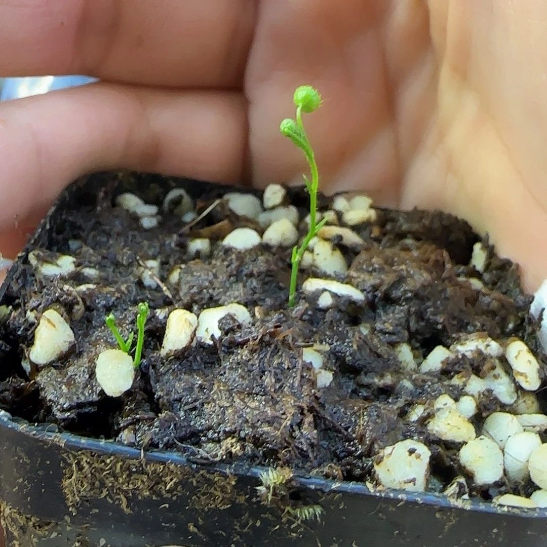 完全开放直立茎茅膏菜