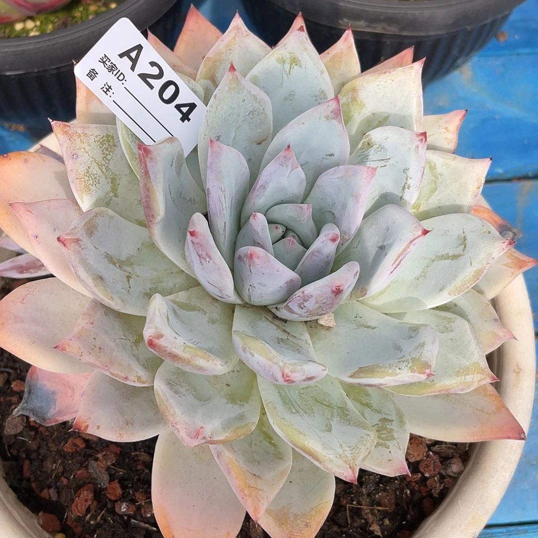 若如东云单拍A204