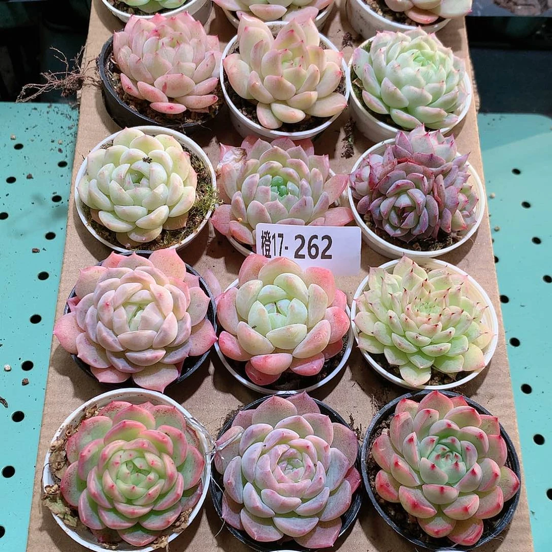 17-262一物一拍带盆18颗