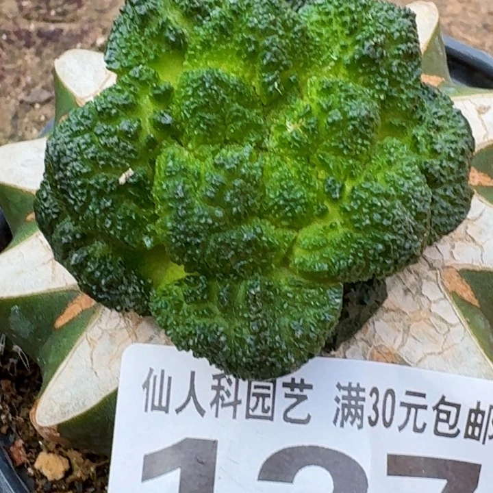 小***椒无花朵福利苗接密尤哥斯拉137