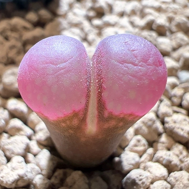 100。流量密码。