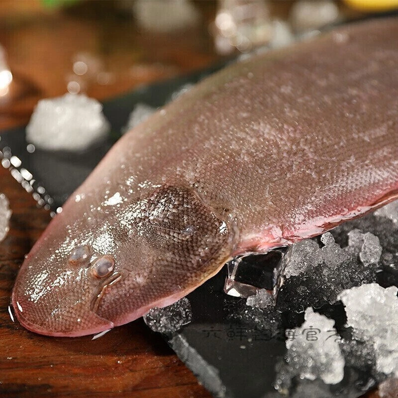 大连野生牛舌头（肉嫩，易破肚）
