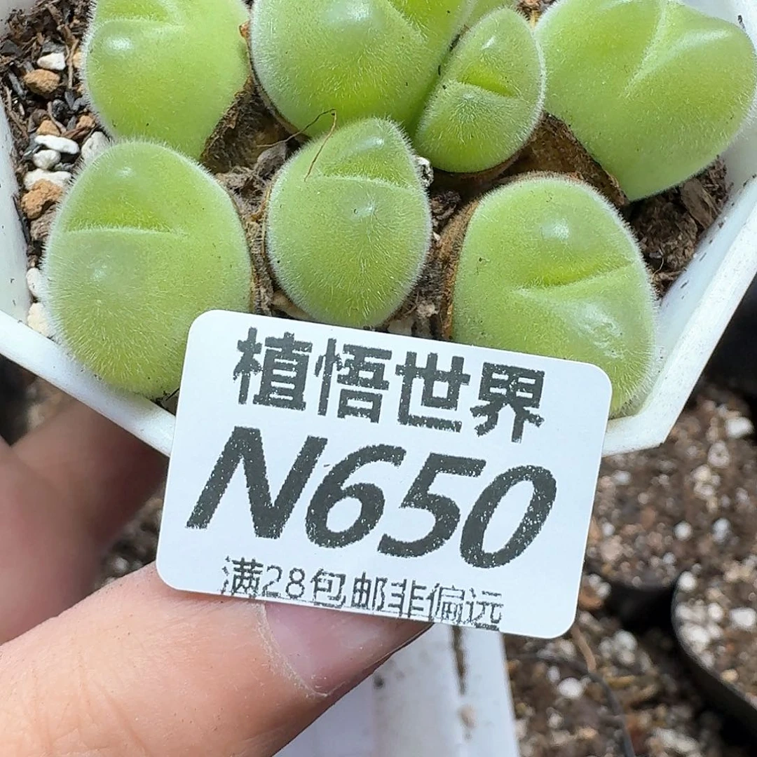 多肉植物的嘴地方gb