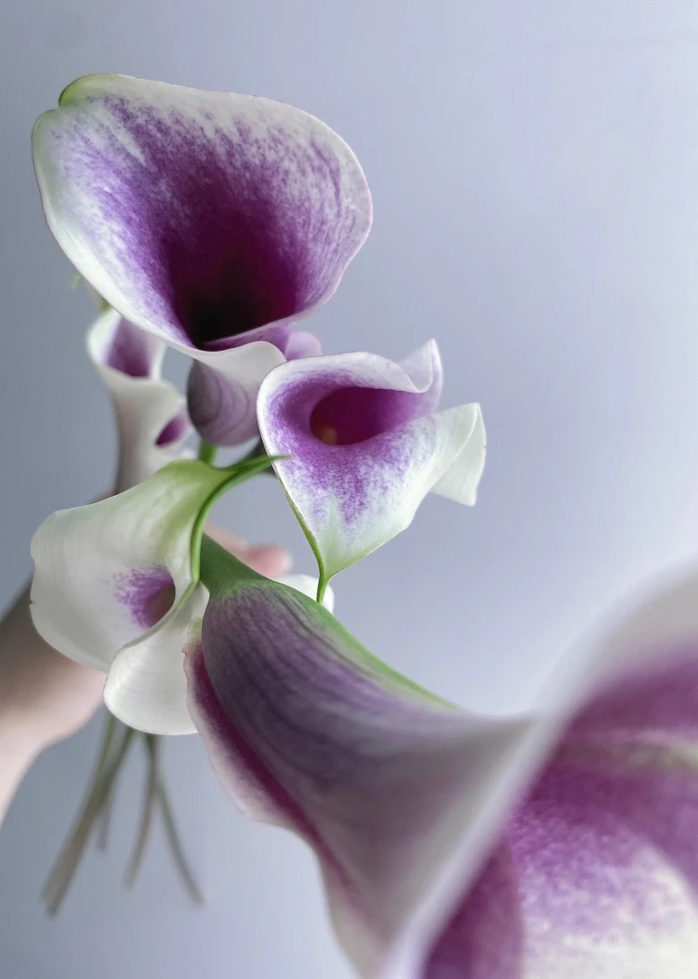 毕加索马蹄莲鲜切花云南基地直发