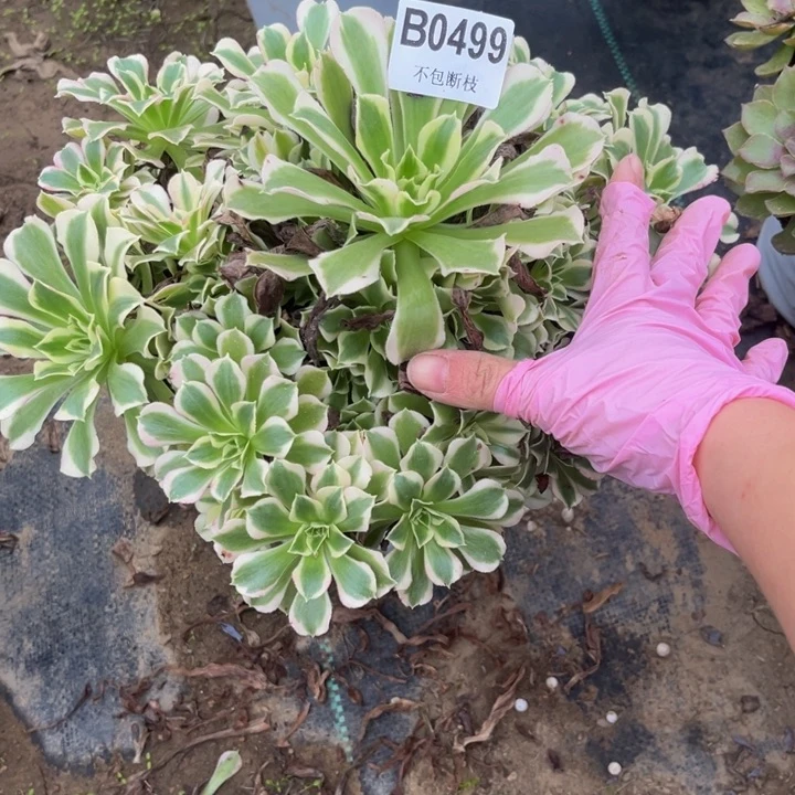 499雨花石多肉植物瑕疵不包断枝