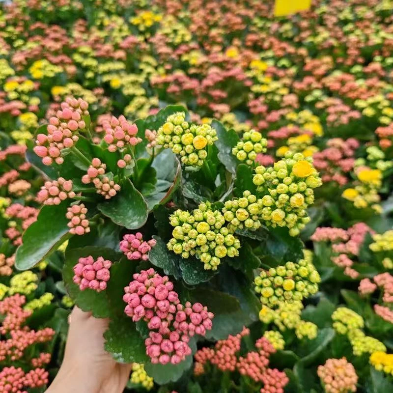 【三色长寿花】140盆1盆3色长寿花