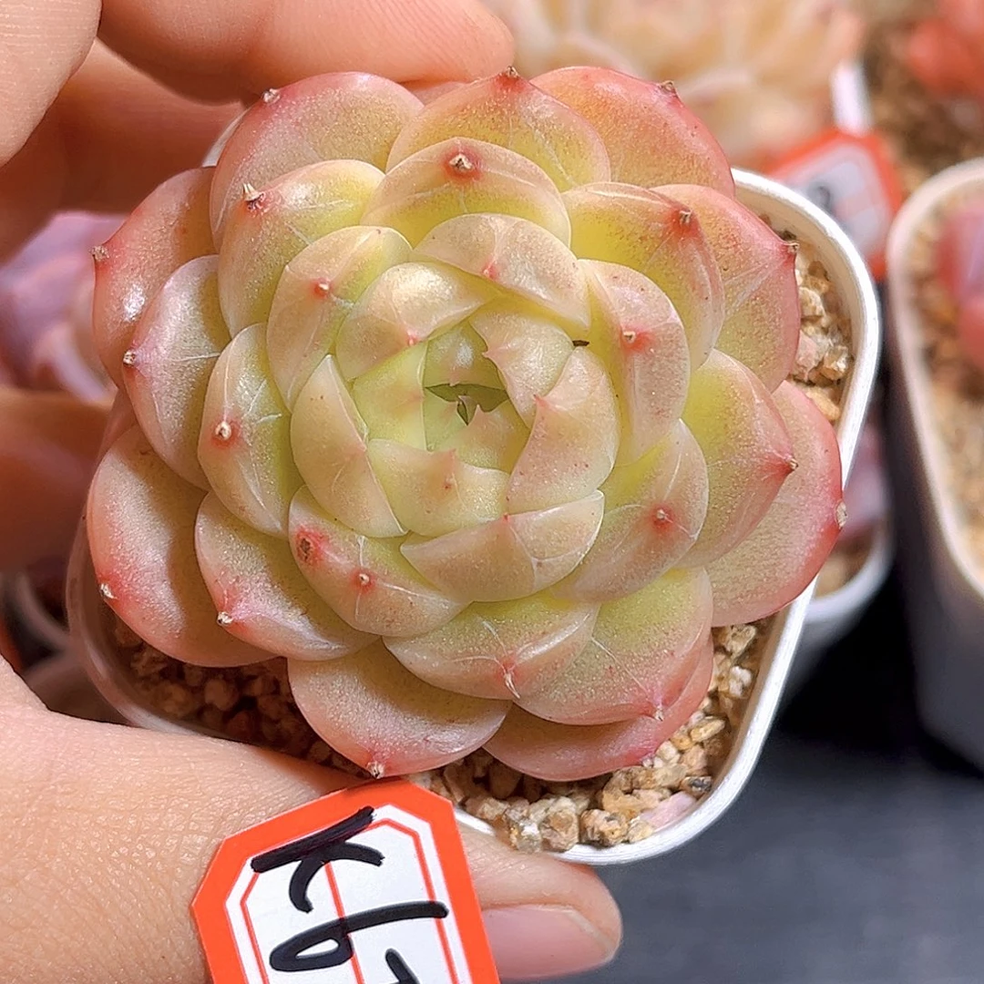 K672 新品珍妮 满18包邮