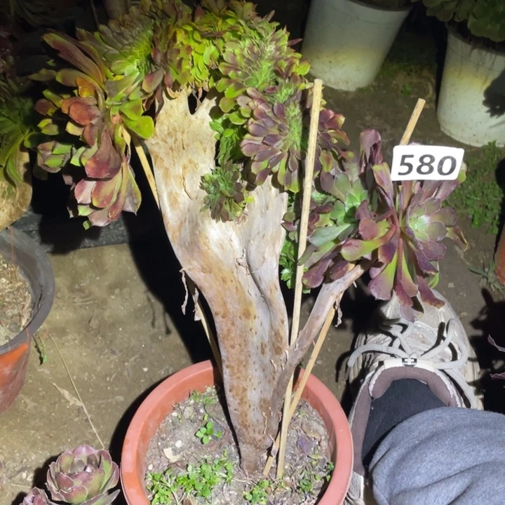 32厘米高24厘米宽铜壶缀580