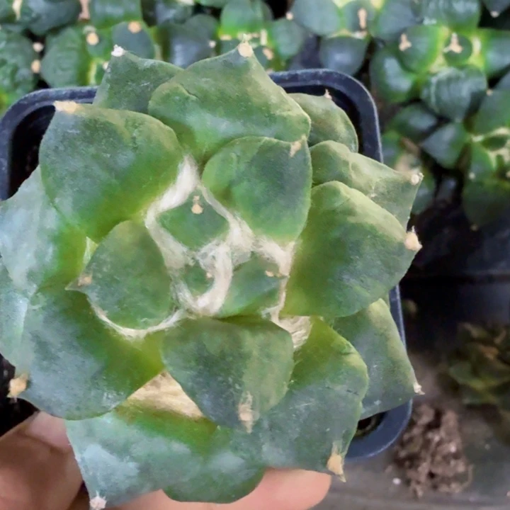 无花朵078青瓷姬牡丹仙人球