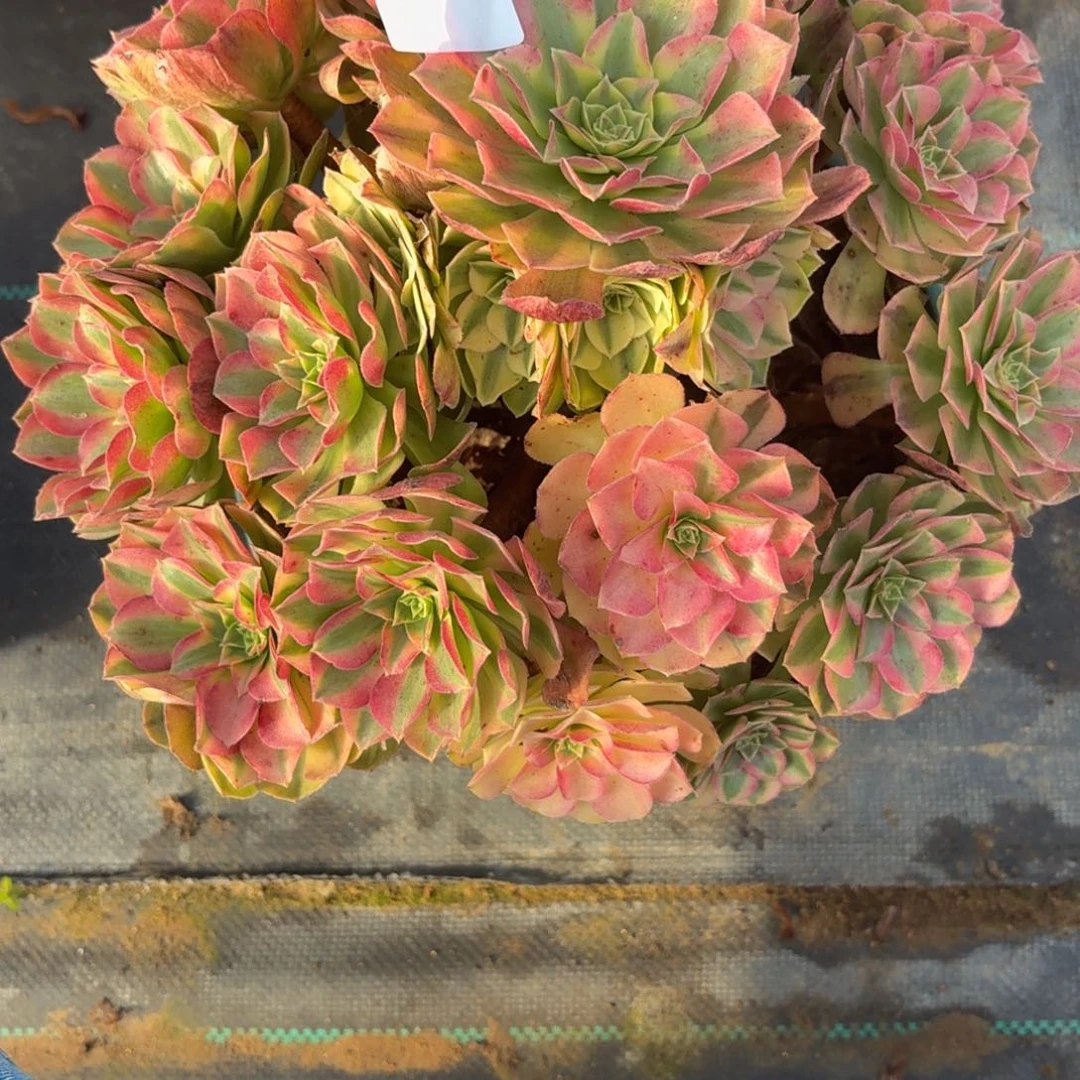 516雨河多肉植物福利