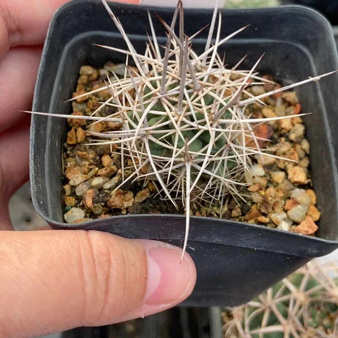 自根篝火虾一棵仙人球