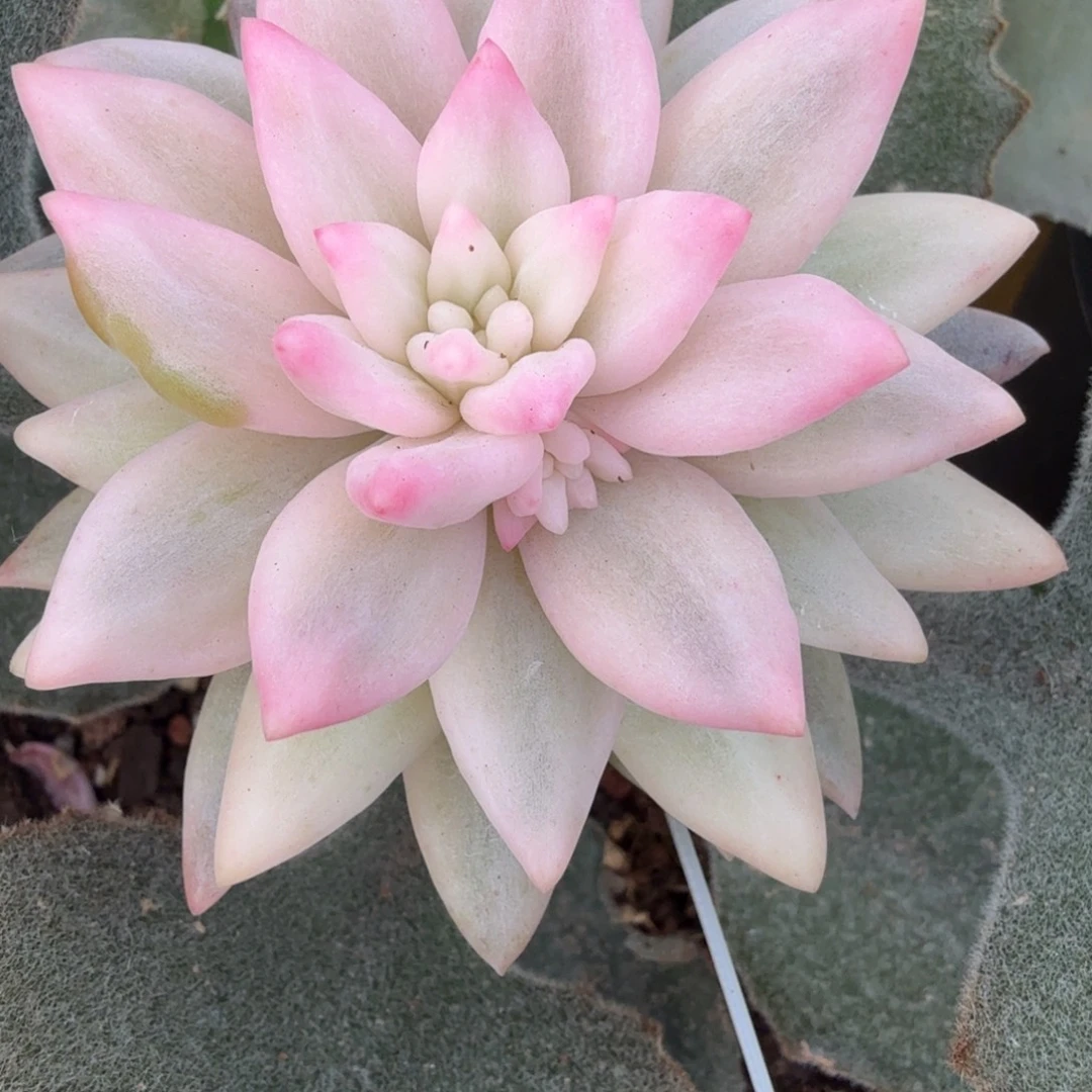 宽锦美人锦多肉锦