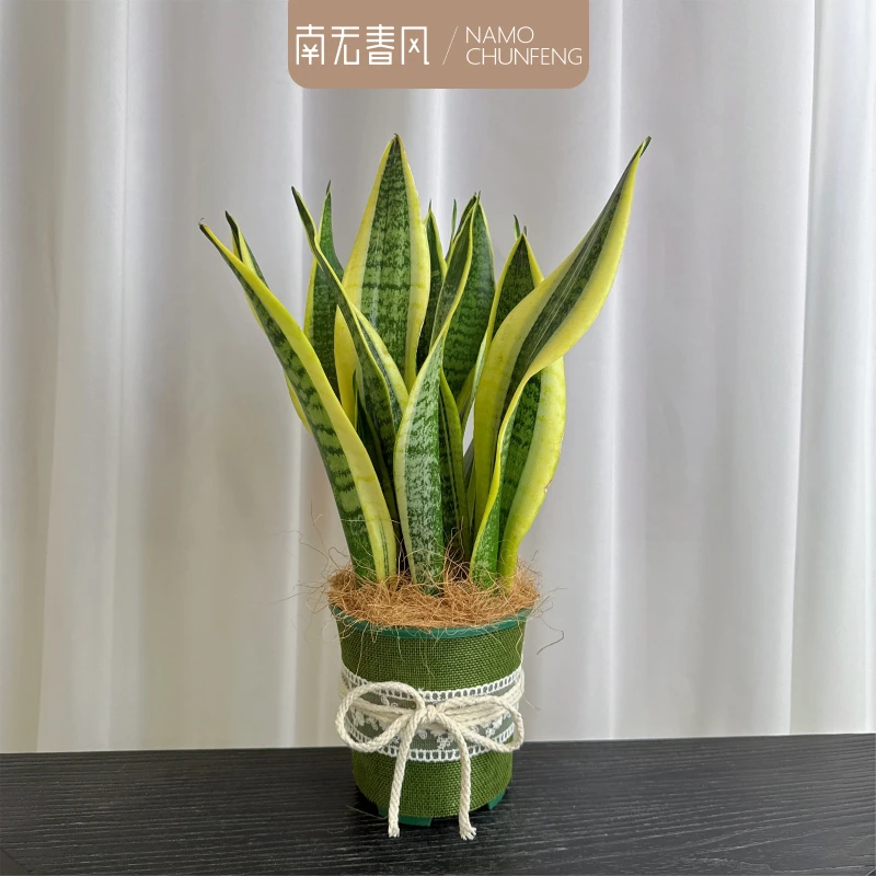 【金边虎皮兰】虎皮兰盆栽植物阳台绿植办公室桌面客厅