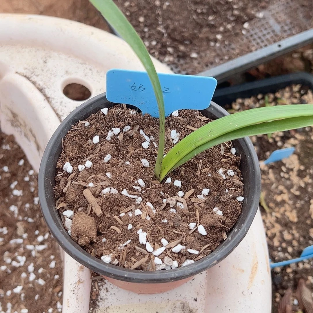 完全开放朱顶红奶油2 1+，包对版不包后期养护。