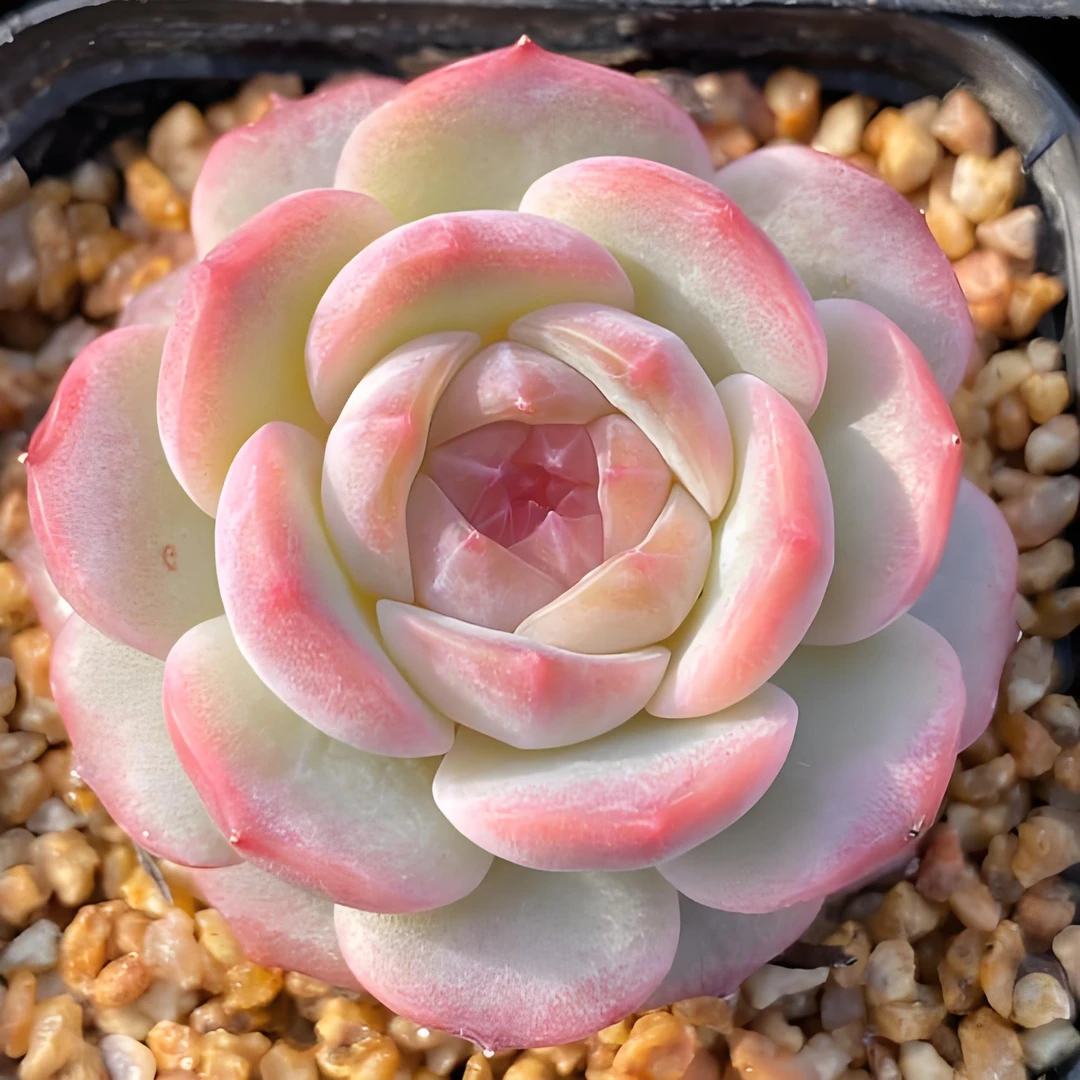 贵货精品多肉一盒