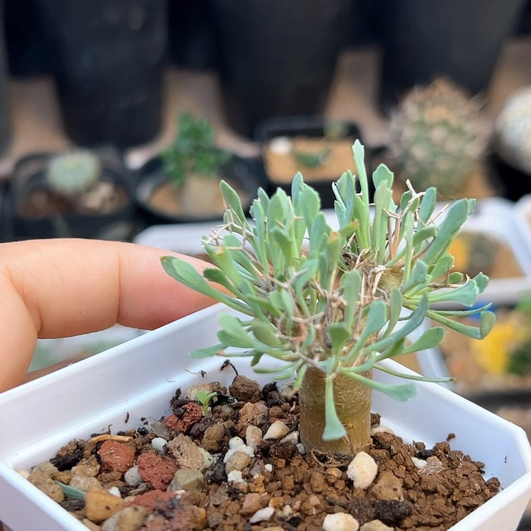 黑鬼殿厚敦菊一颗