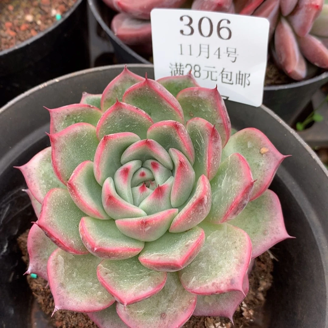 【闪购商品】云306号