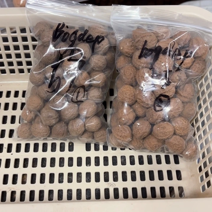 桃核吊坠b****p野生精品小核桃散籽