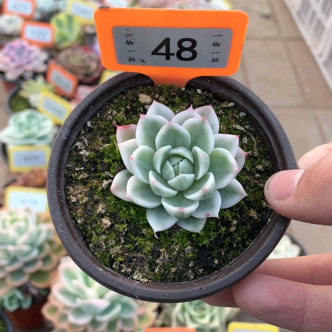 【闪购商品】48号多肉