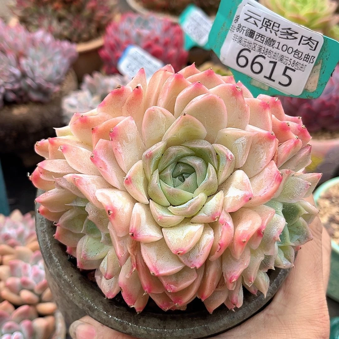 6615白奶糖。